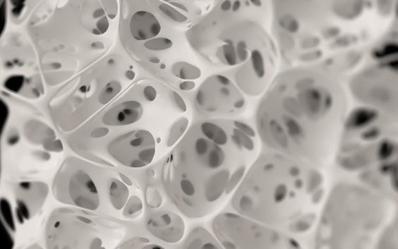 Close-up view of an organic, porous structure